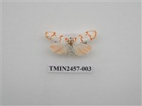 藏品(二斑叉紋苔蛾)的圖片